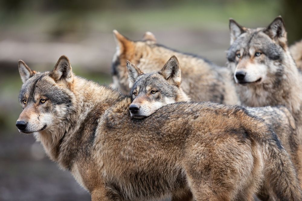 Best Mother’s Day Activities If You Were Raised By A Pack of Wolves